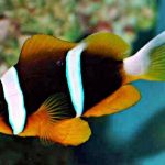 دلقک ماهی راه راه (Banded Clownfish)