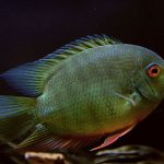 سورم سبز (Green Severum)