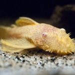 گربه ماهی بریستلنوز (Bristlenose catfish)