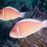 دلقک ماهی شانک صورتی (Pink Skunk Clownfish)
