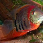 سورم شانه قرمز (Red Shoulder Severum)