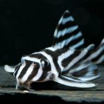 گربه ماهی گورخری (Zebra Pleco)