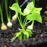 گیاه موزی (Banana Plant)