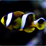 دلقک ماهی دوخط (Allard’s Clownfish)