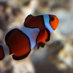 دلقک ماهی پرکولا (True Percula Clownfish)