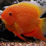 سورم خال قرمز (Red Spotted Severum)