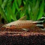 کتفیش دم پرچمی (Flagtail Catfish)