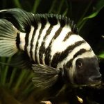 تکثیر و پرورش سیچلاید گورخری (Convict Cichlid Breeding)