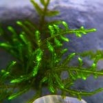 خزه ی کریسمس (Christmas Moss – Vesicularia montagnei)