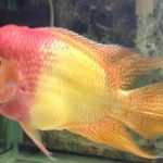 سیچلاید گلد تریماکو ( Gold Trimacu )