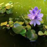 گیاه سنبل آبی (Water hyacinth)