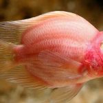 پرت معمولی ( Parrot Fish)