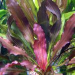 گیاه روبین قرمز (Echinodorus Rubin)
