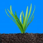 گیاه ساژیتریا پلاتیفیلا ( Sagittaria platyphylla – Chilensis )