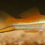 دم شمشیری نئون ( Neon Swordtail )