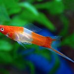 دم شمشیری کوی ( Koi Swordtail )