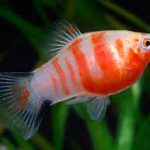 پلاتی یاقوتی تایگر ( Tiger Ruby Platy )
