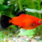 معرفی تصویری ماهی پلاتی (Platy Fish)