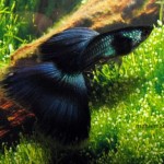 گوپی سیاه مخملی (Moscow Black Velvet Guppy)
