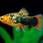 پلاتی کالیکو ( Calico Platy )