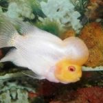 فلاورهورن صورت زرد ( Yellow Face Flowerhorn )