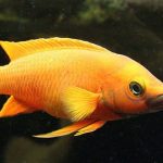 سیچلاید لیموئی (Orange Leleupi Cichlid)