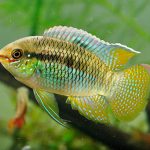 سیچلاید پرچمی ( Flag Acara Cichlid )