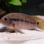 سیچلاید پورت آکارا ( Port Acara Cichlid )