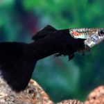 گوپی بلک فانتوم ( Black Phantom Delta Guppy)