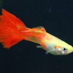 گوپی طلوع آفتاب (Orange Sunshine Guppy)