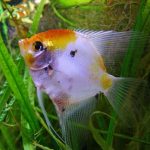 آنجل کوی ( Koi Angelfish )