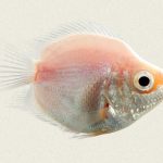 گورامی بالن (Baloon Gourami)