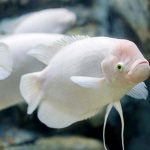 گورامی غول پیکر ( Giant Gourami )