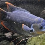 گورامی غول پیکر ردتیل (Giant Redtail Gourami)