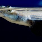 ماهی چهار چشم (Four-Eyed Fish)