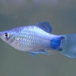 پلاتی میکی موس آبی ( Blue Mickey Mouse Platy )