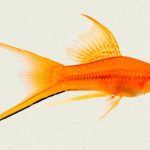 دمشمشیری باله بلند (Hi Fin Lyretail Swordtail)