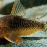کریدوراس نقطه کمرنگ ( Pale spotted Cory cat )