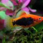 پلاتی تاکسیدو ( Tuxedo Platy )