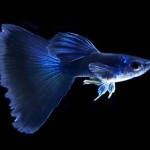 گوپی آبی (Blue Guppy)