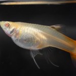 گوپی آلبینو ( Albino Guppy )