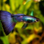 گوپی بلو مسکو (Blue Moscow Guppy)