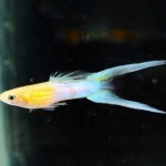گوپی دم شمشیری (Sward Tail Guppy)