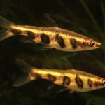 پنسل فیش خال دار (Barred Pencil Fish)