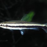پنسل فیش دو خط (Two Stripe Pencil Fish)