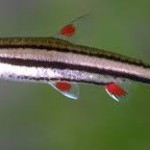 پنسل فیش سه خط (Three Stripe Pencil fish)