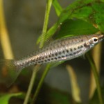پنسل فیش نقطه نواری (Spot Stripe Pencil Fish)