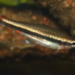 پنسل فیش طلائی (Golden Pencil Fish)
