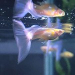 گوپی آلبینو آسمان آبی (Blue Sky Albino Guppy)