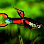 گوپی اندلر (Endler Guppy)